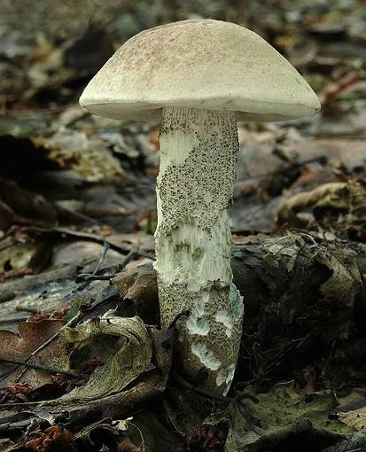 Boletus thalassinus