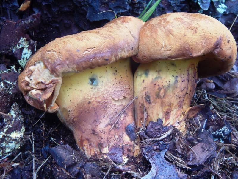 Buchwaldoboletus lignicola