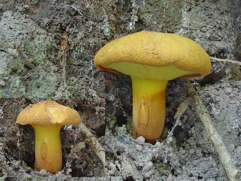 Buchwaldoboletus lignicola Buchwaldoboletus lignicola