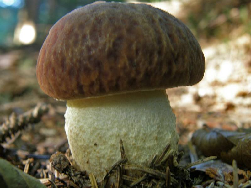 Butyriboletus appendiculatus