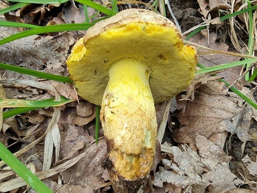 Butyriboletus fechtneri