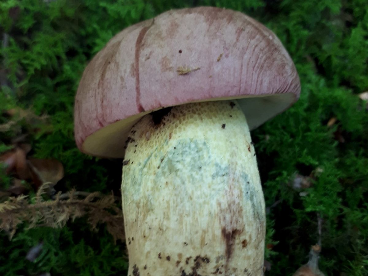 Butyriboletus pseudoregius