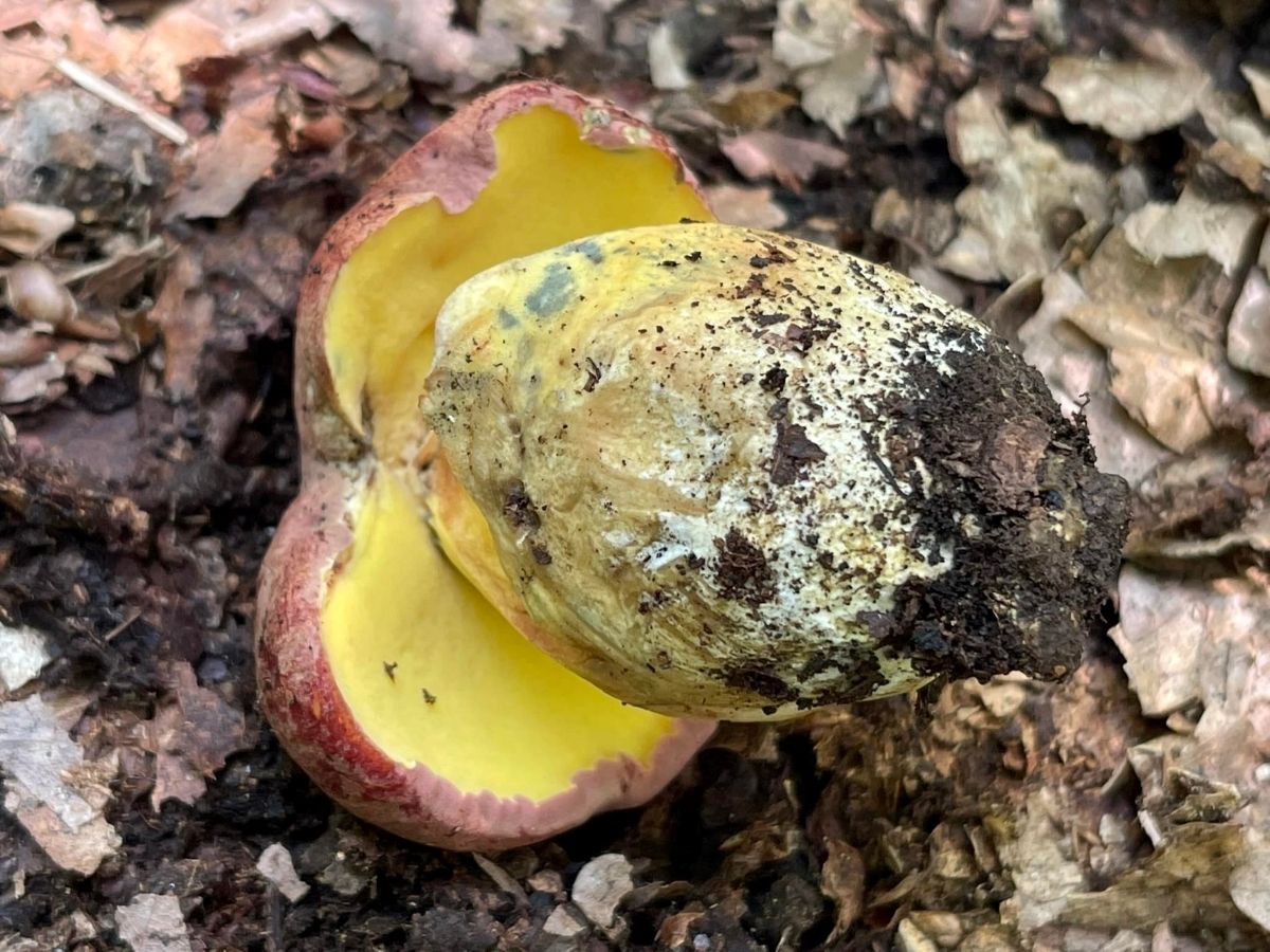 Butyriboletus pseudoregius