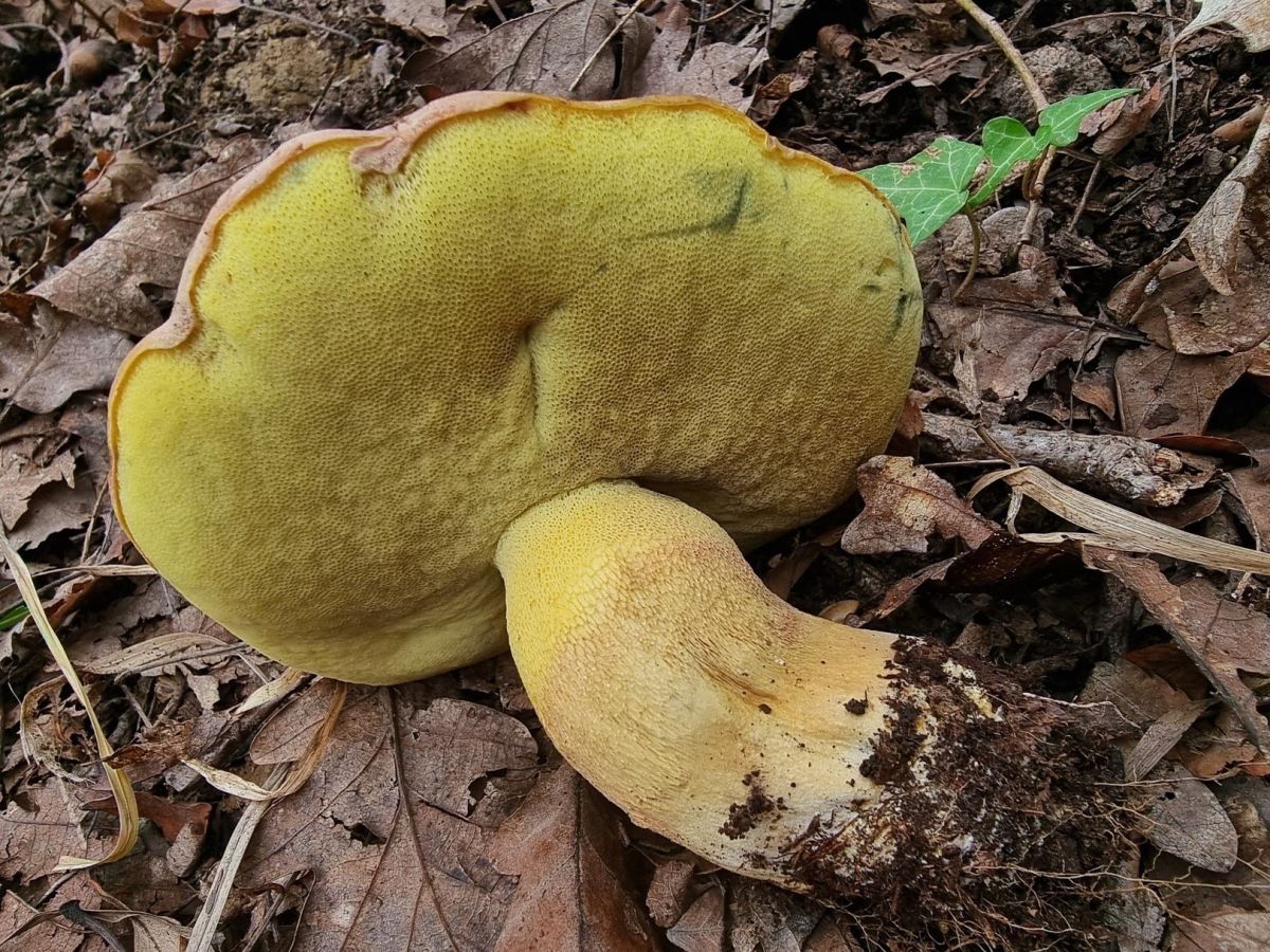 Butyriboletus pseudoregius
