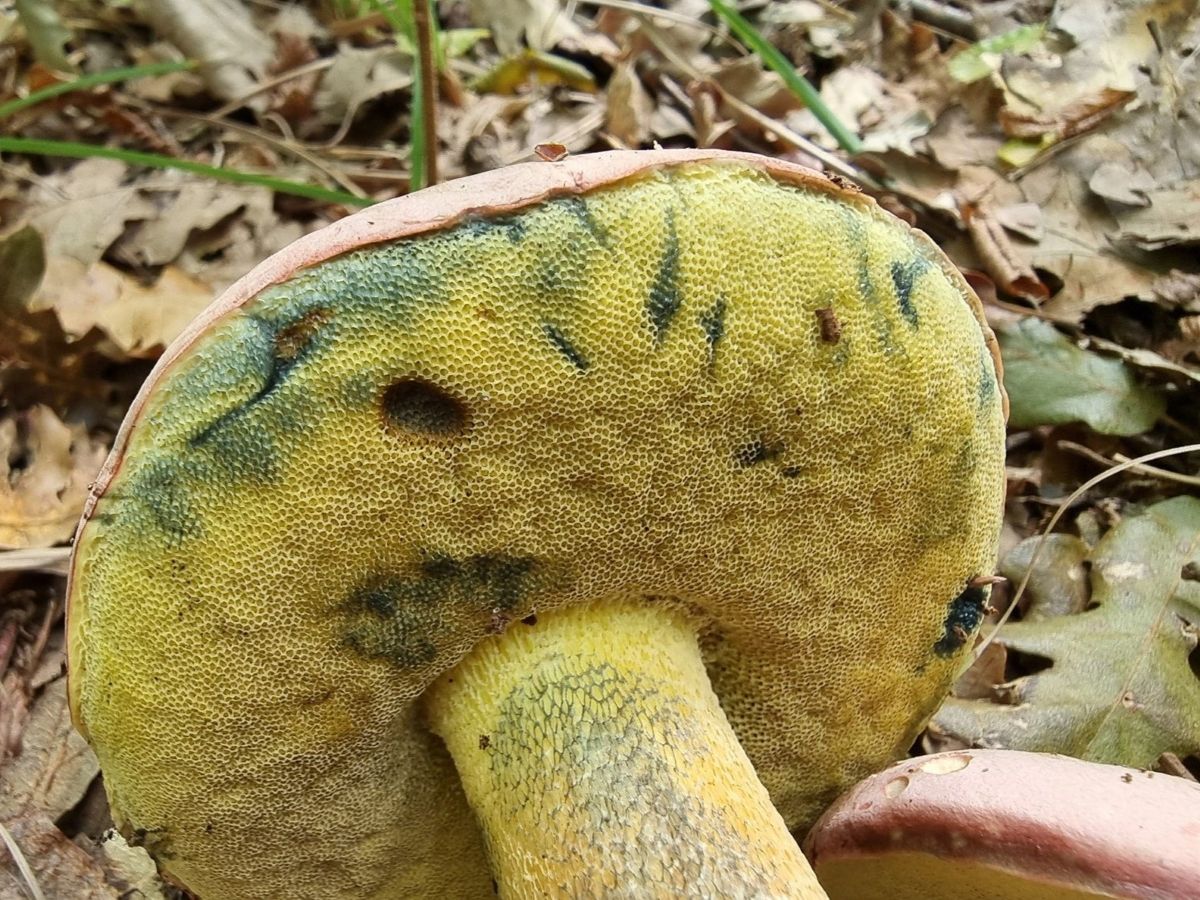 Butyriboletus pseudoregius