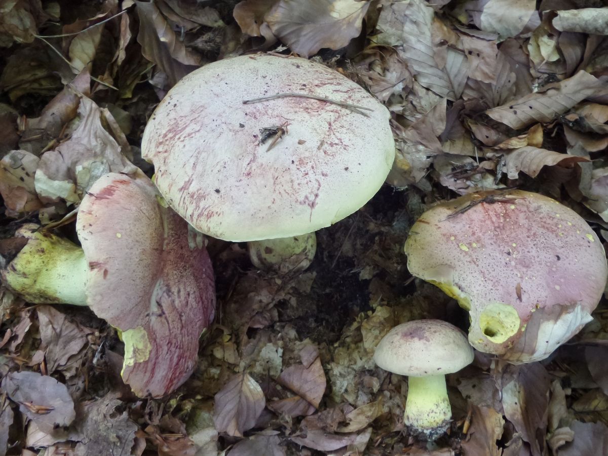 Butyriboletus regius