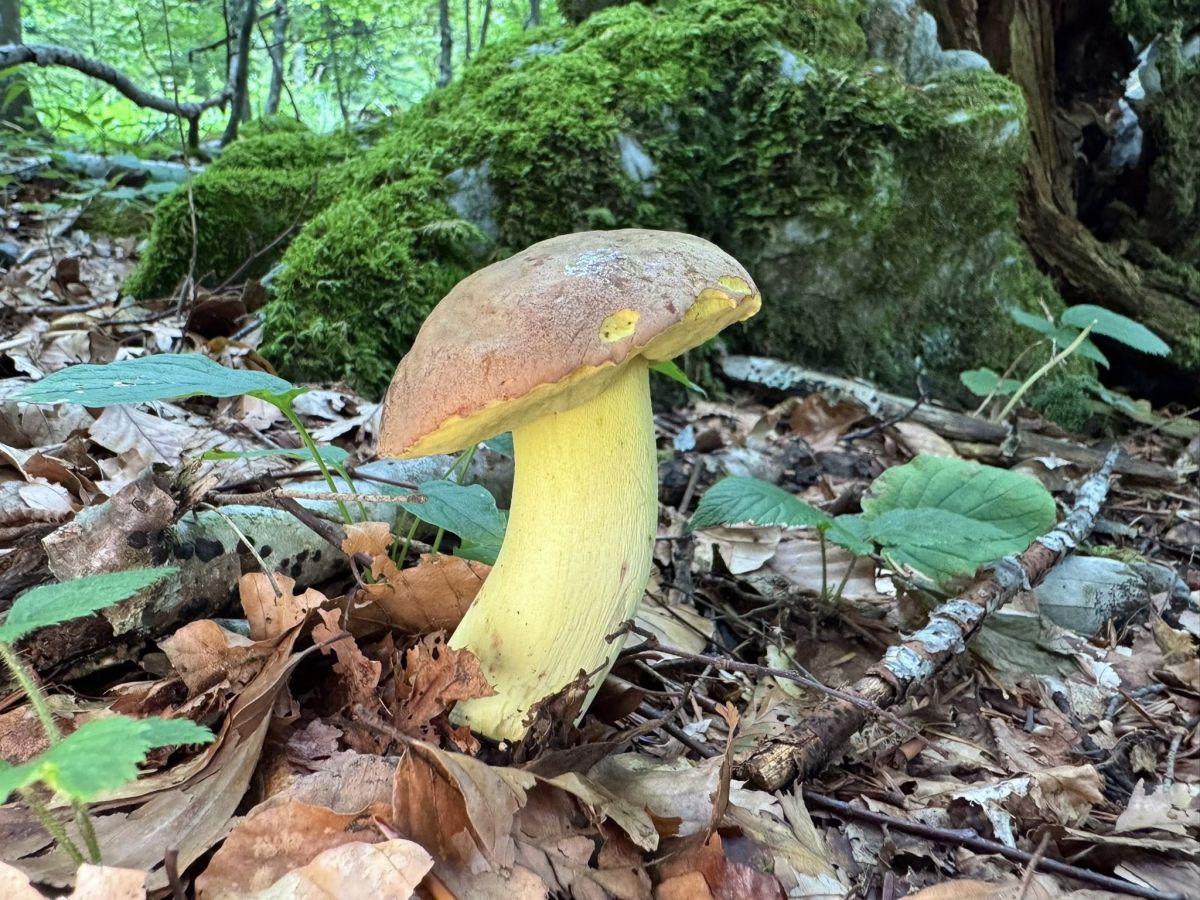 Butyriboletus roseogriseus