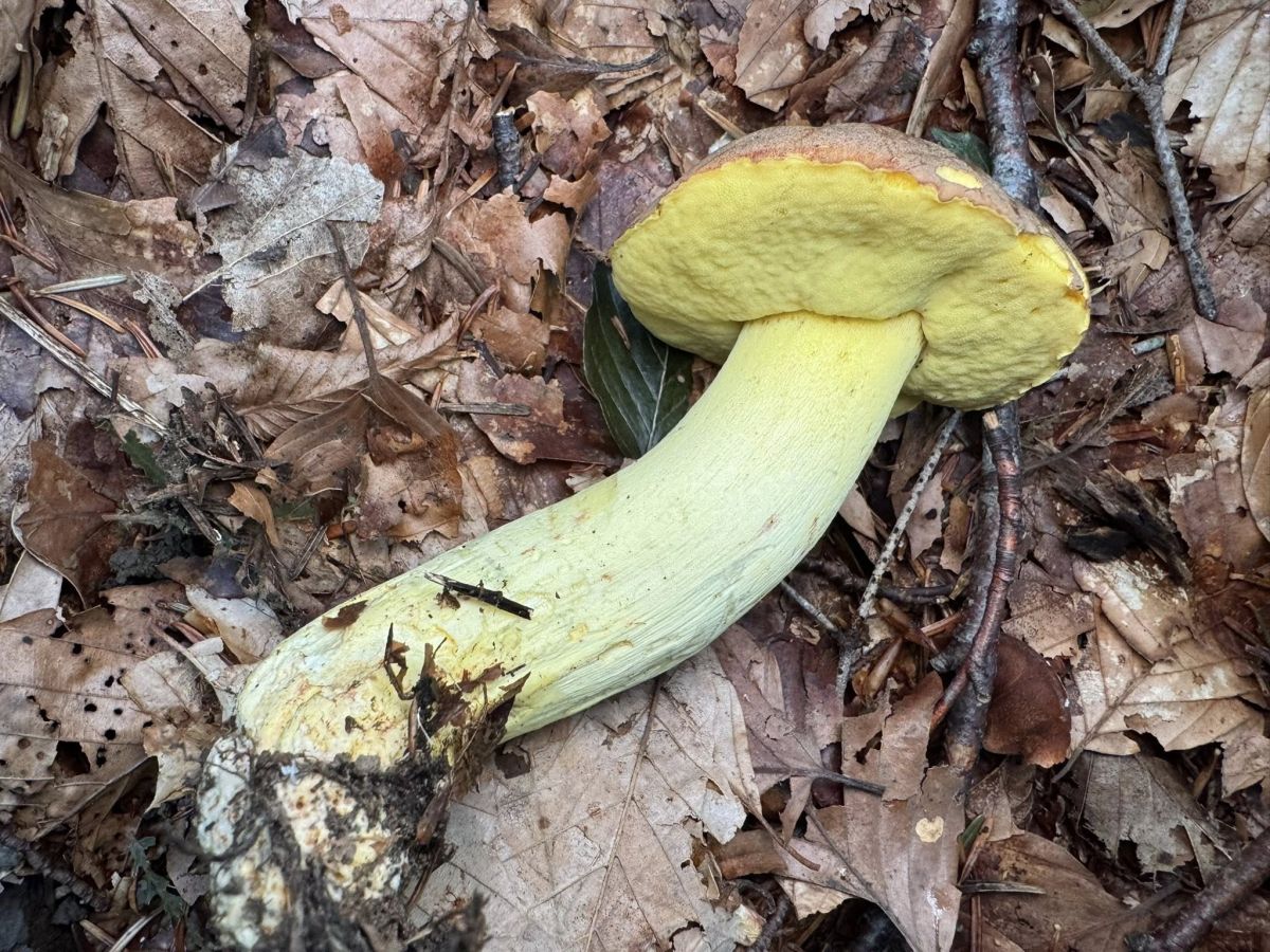 Butyriboletus roseogriseus