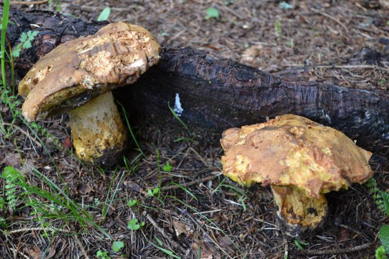 Butyriboletus subappendiculatus