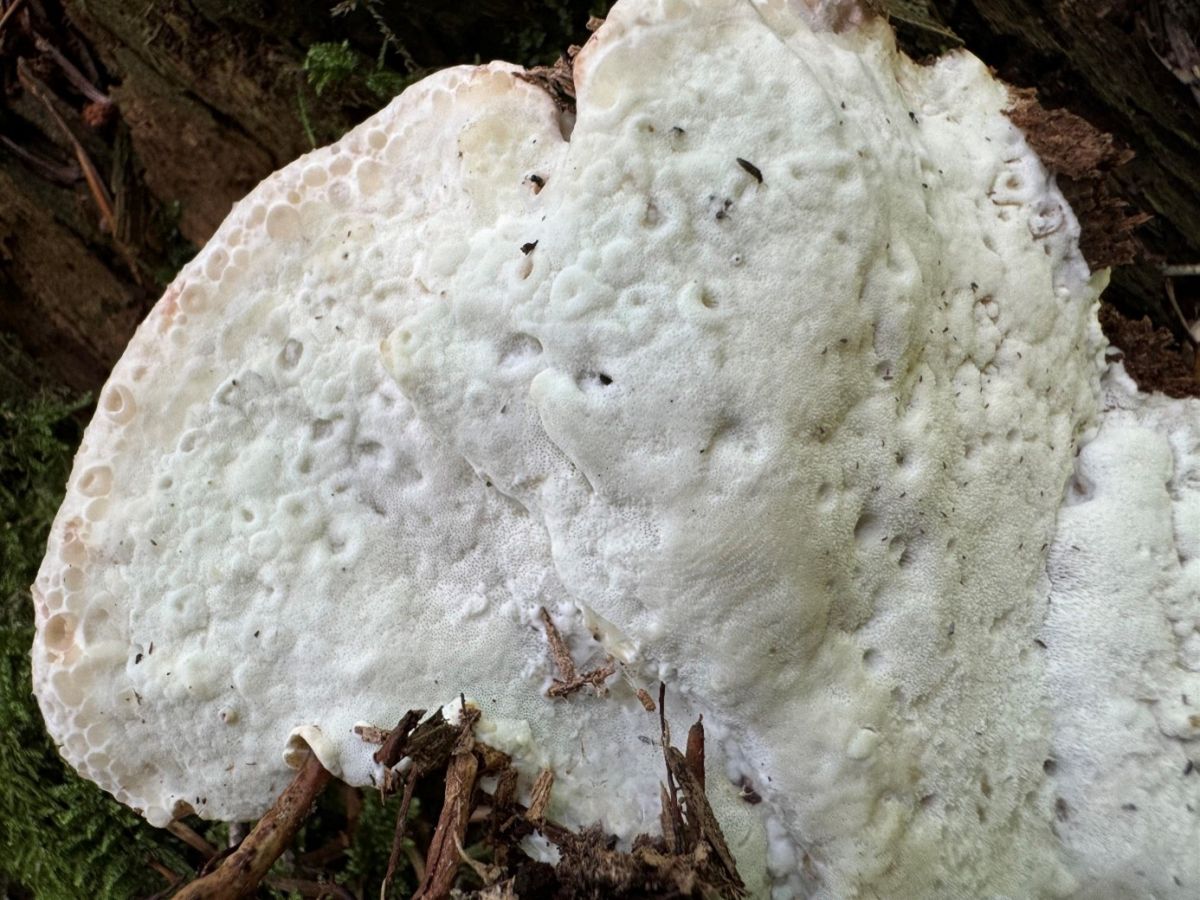 Calcipostia guttulata