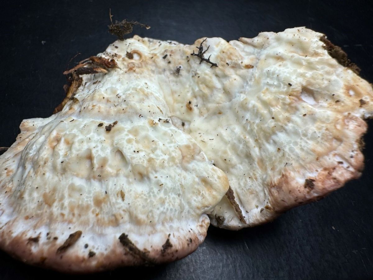 Calcipostia guttulata