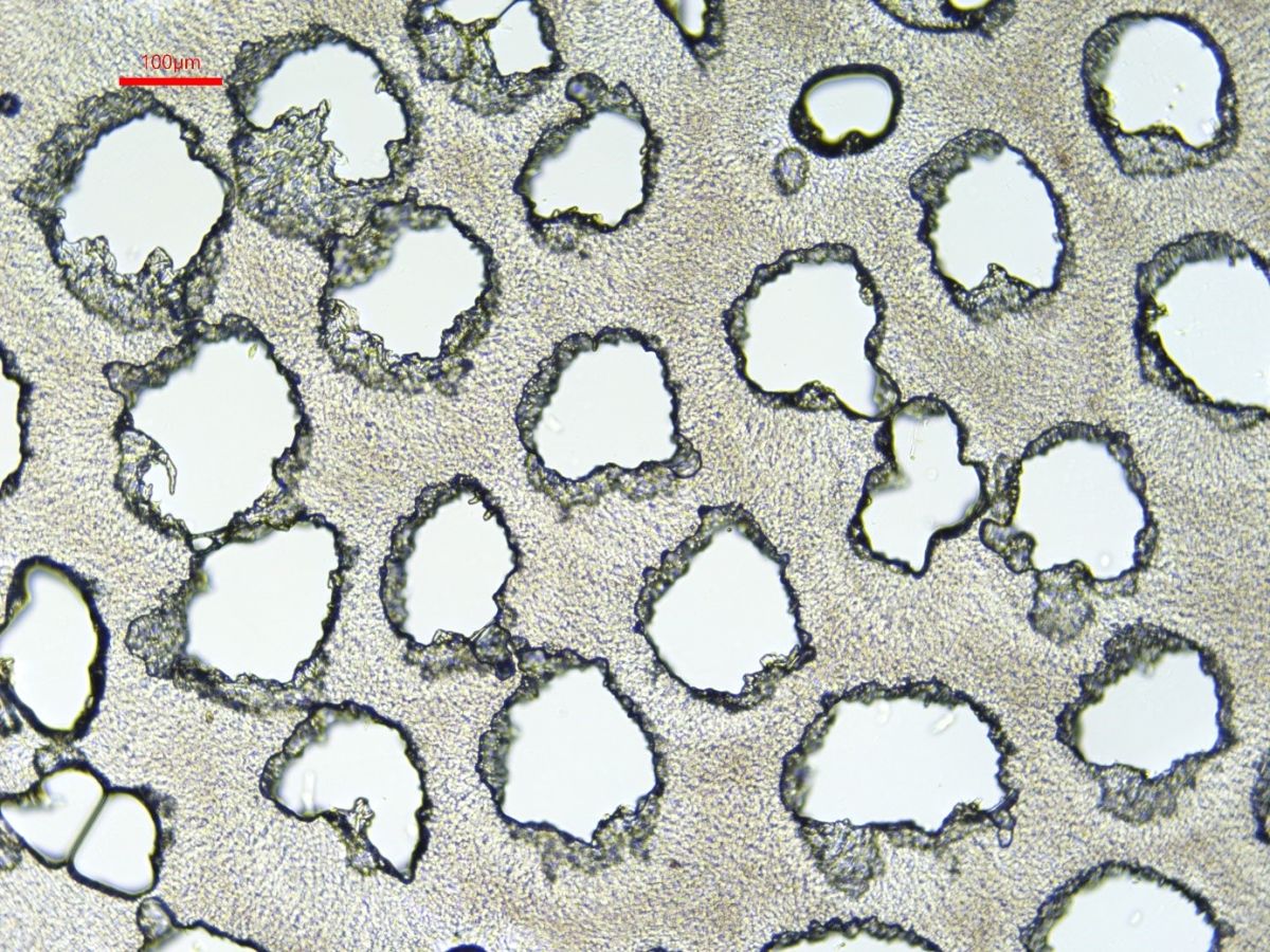 Calcipostia guttulata