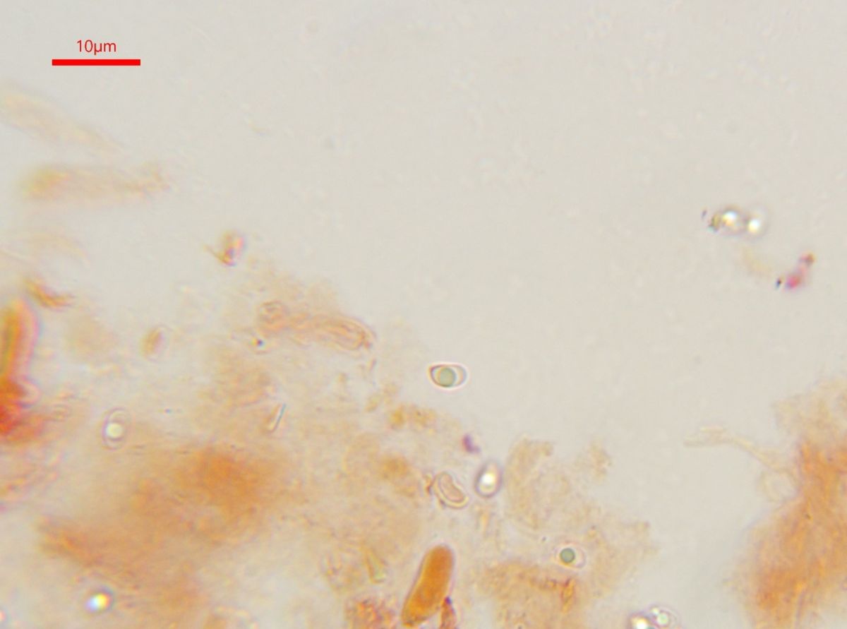 Calcipostia guttulata