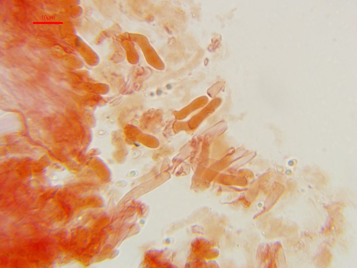 Calcipostia guttulata