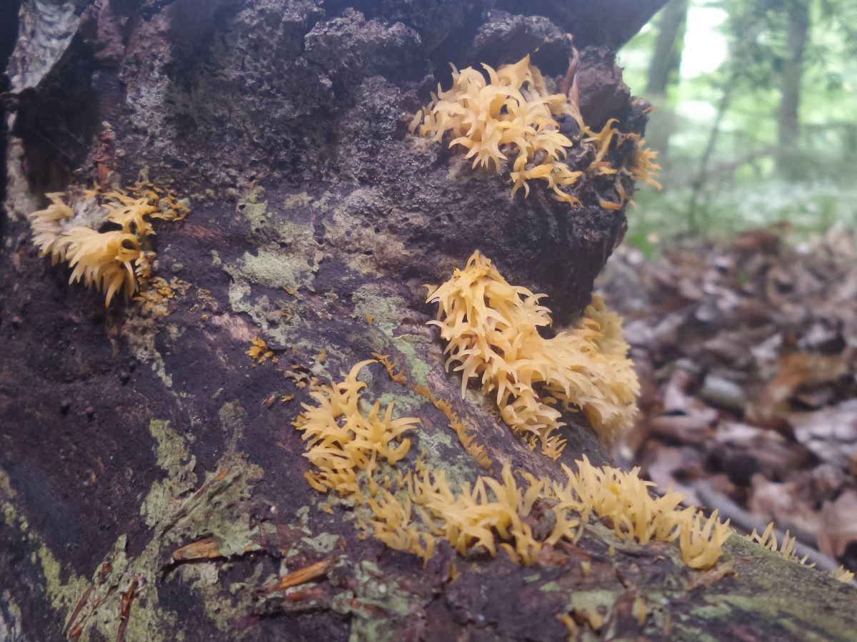 Calocera cornea