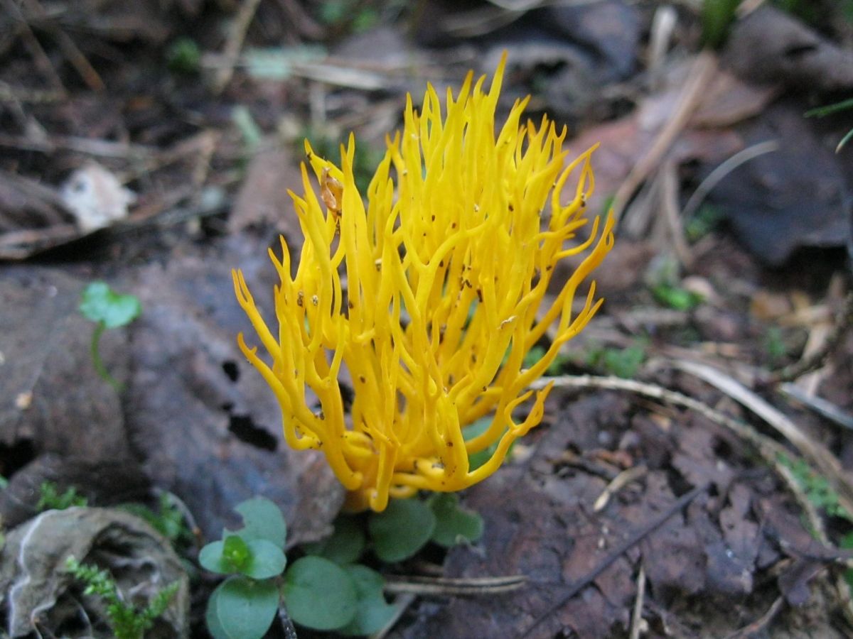 Calocera viscosa