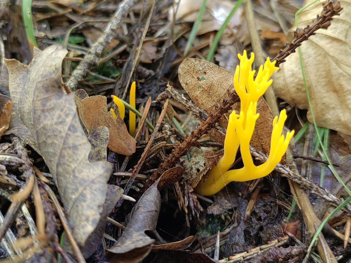 Calocera viscosa