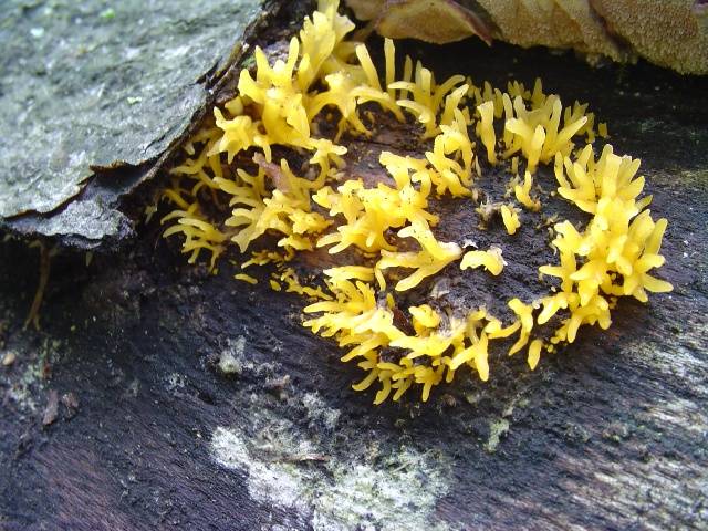 Calocera viscosa