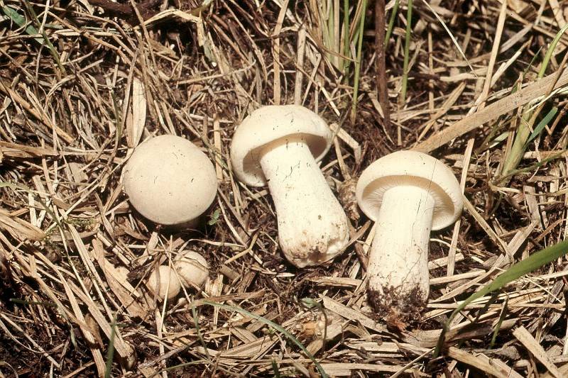Calocybe gambosa Calocybe gambosa