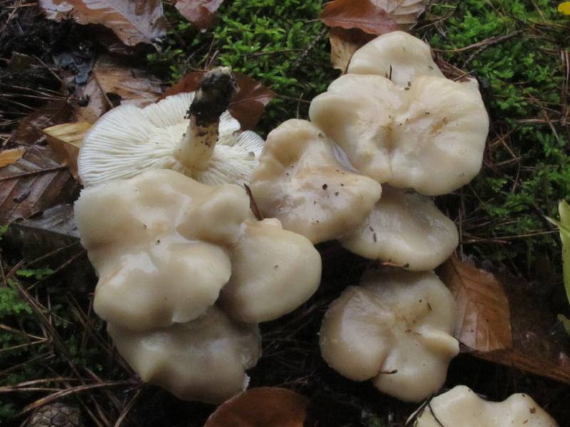 Calocybe ochracea