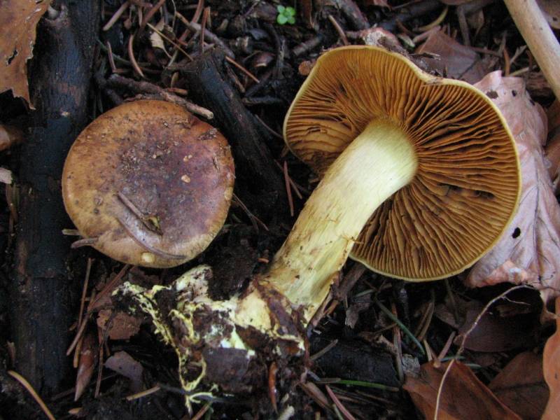 Calonarius citrinus Calonarius citrinus