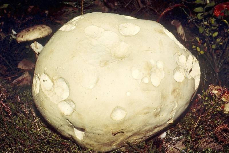 Calvatia gigantea