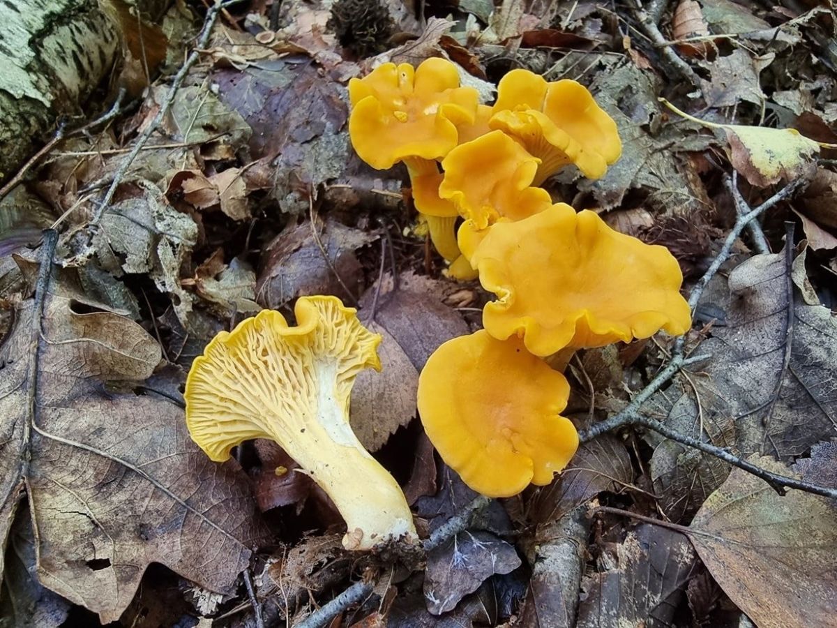 Cantharellus cibarius