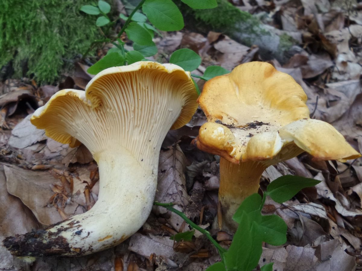 Cantharellus cibarius