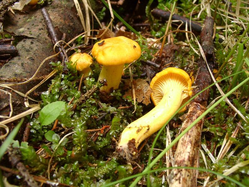 Cantharellus cibarius