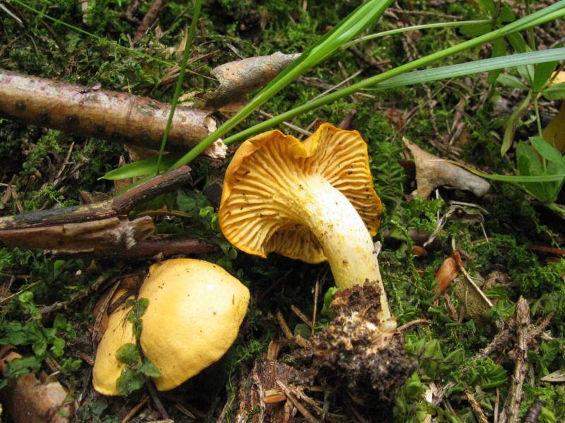 Cantharellus cibarius