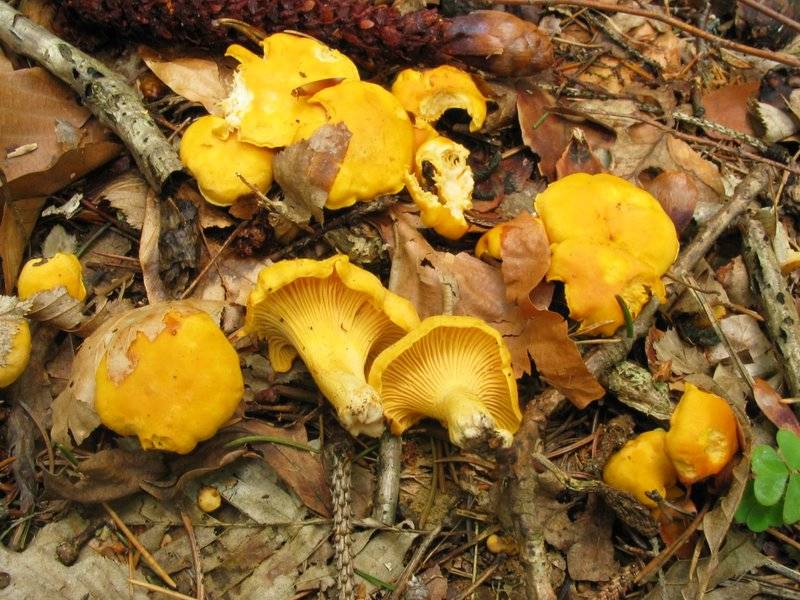 Cantharellus cibarius