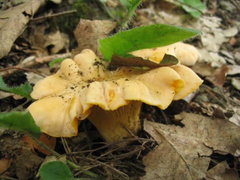 Cantharellus cibarius