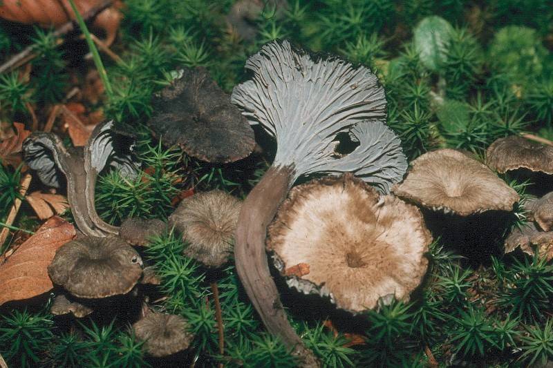 Cantharellus cinereus