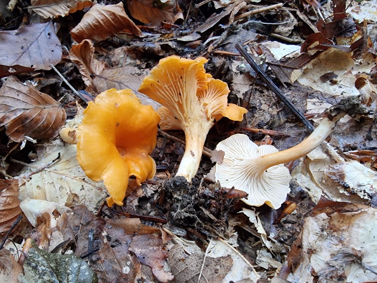 Cantharellus friesii