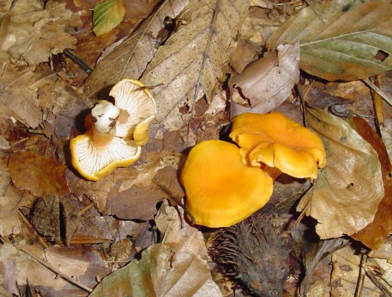 Cantharellus friesii