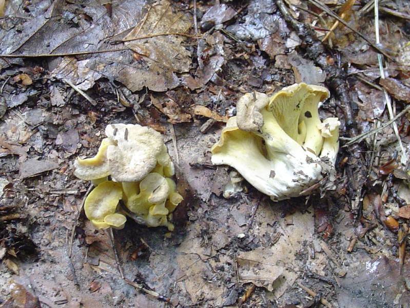 Cantharellus melanoxeros