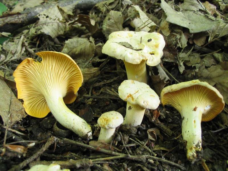 Cantharellus pallens