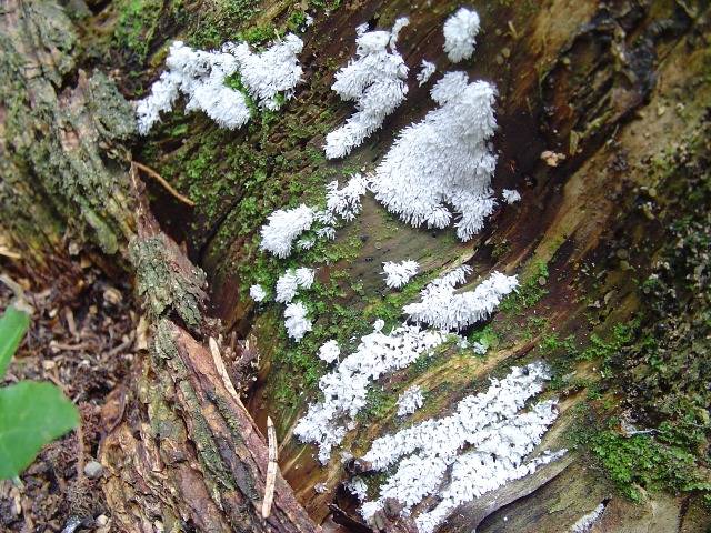 Ceratiomyxa fruticulosa