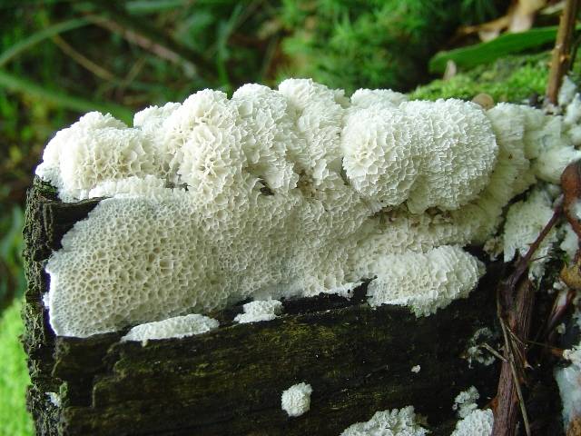 Ceratiomyxa porioides