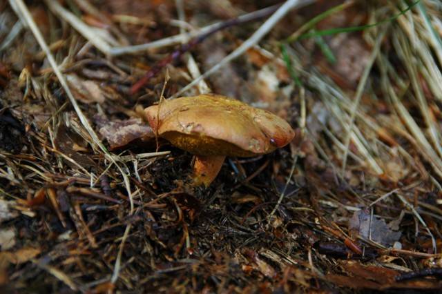 Chalciporus piperatus