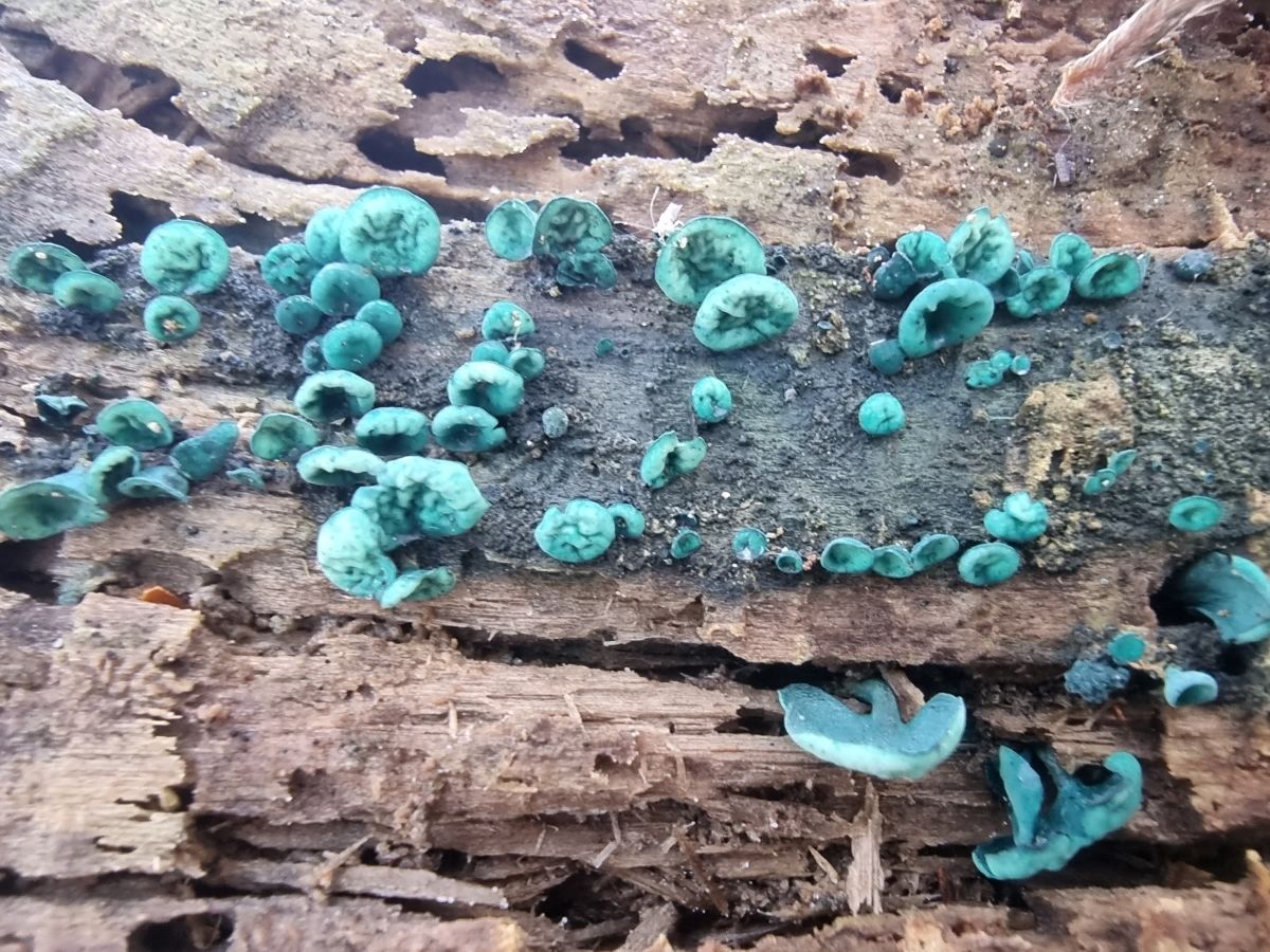 Chlorociboria aeruginascens