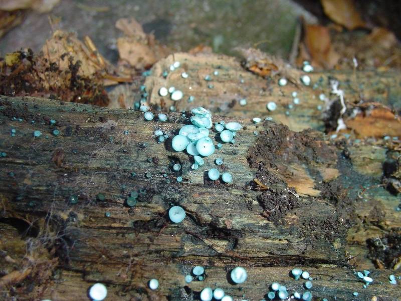 Chlorociboria aeruginosa