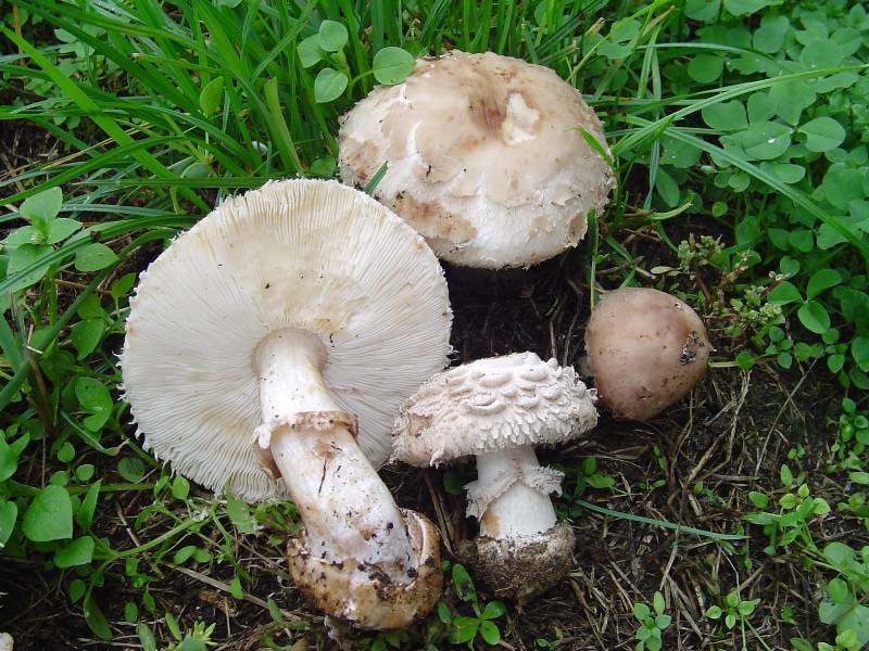 Chlorophyllum brunneum