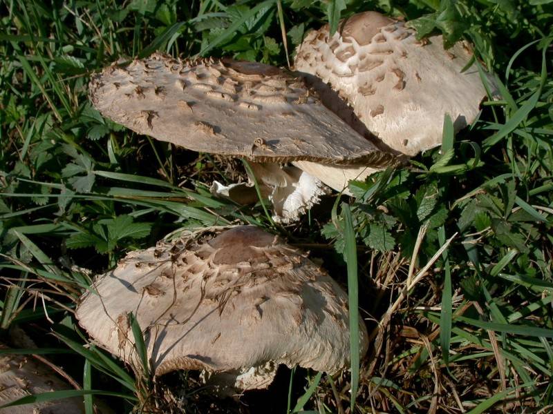 Chlorophyllum molybdites