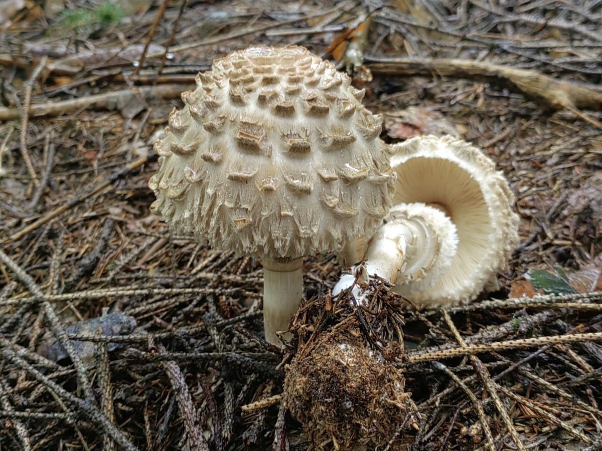 Chlorophyllum olivieri