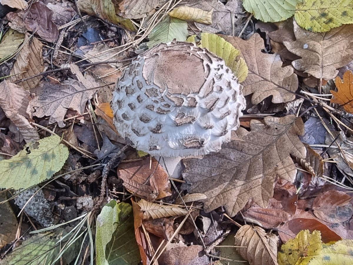 Chlorophyllum rhacodes