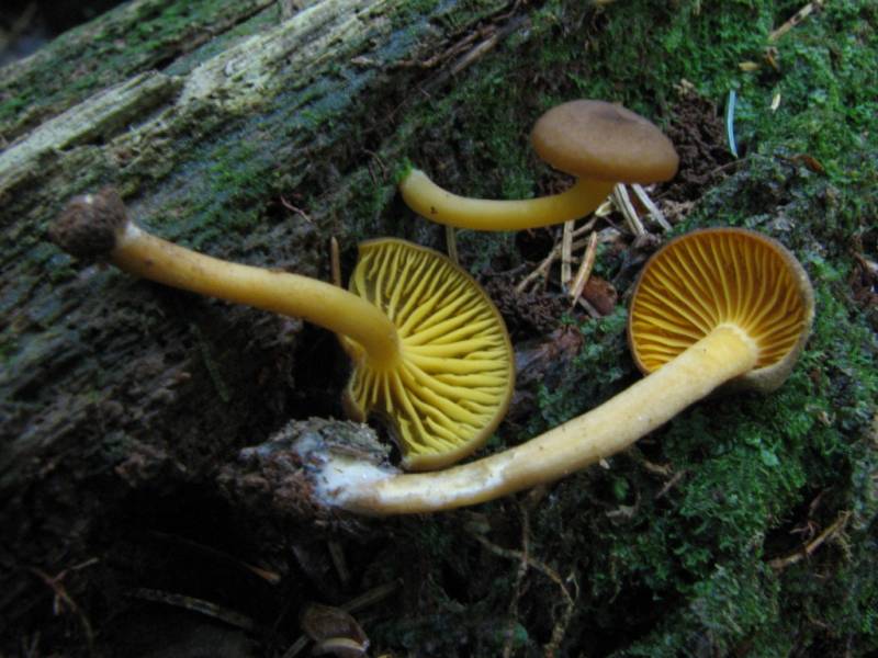 Chrysomphalina chrysophylla