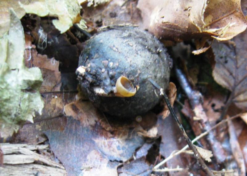 Ciboria batschiana Ciboria batschiana