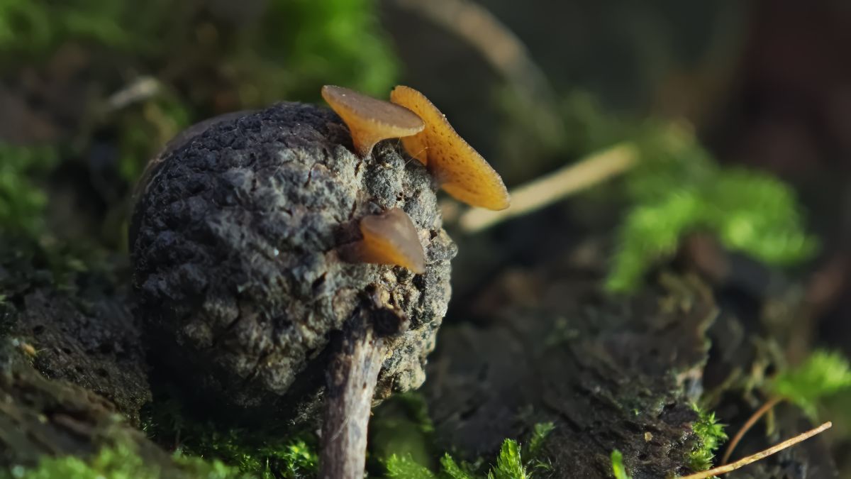 Ciboria batschiana