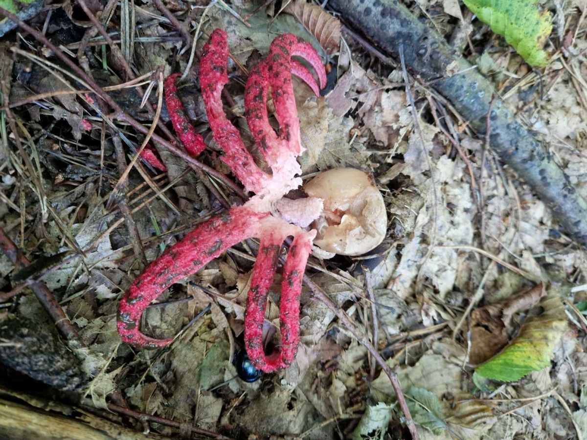 Clathrus archeri